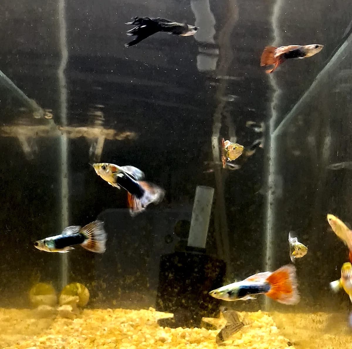 Guppys coloridos de cauda vermelha em aquário da Aquapets Exóticos em João Pessoa