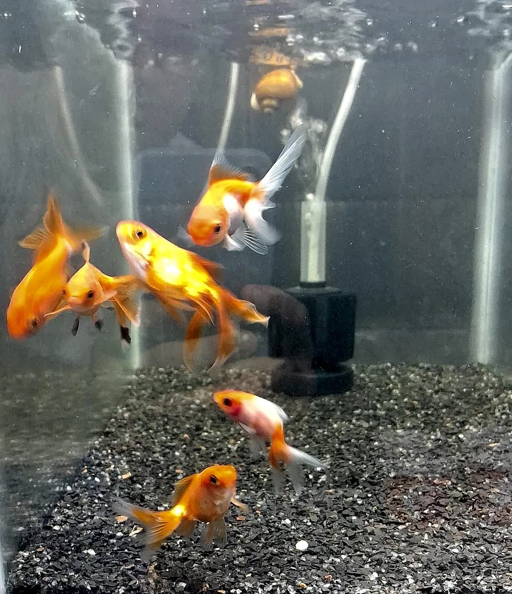 Kinguios laranja e brancos nadando em aquário da Aquapets Exóticos em João Pessoa