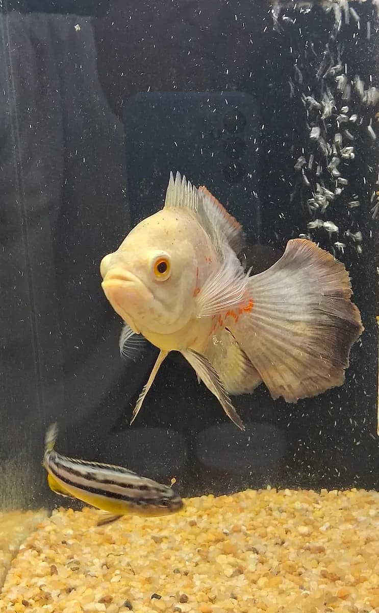 Peixe oscar albino e ciclídeo listrado em aquário da Aquapets Exóticos em João Pessoa