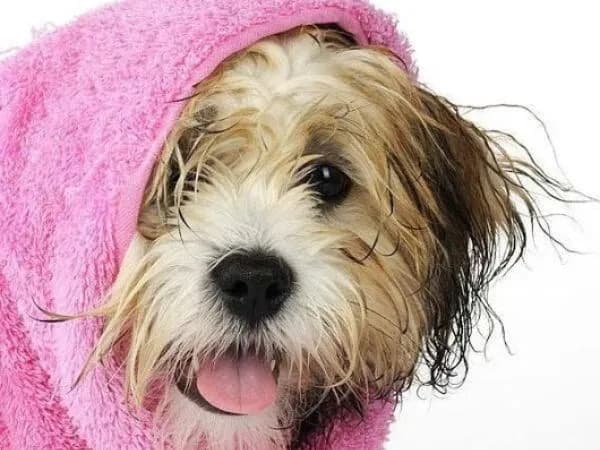 Cachorro enrolado na toalha rosa depois do banho em João Pessoa