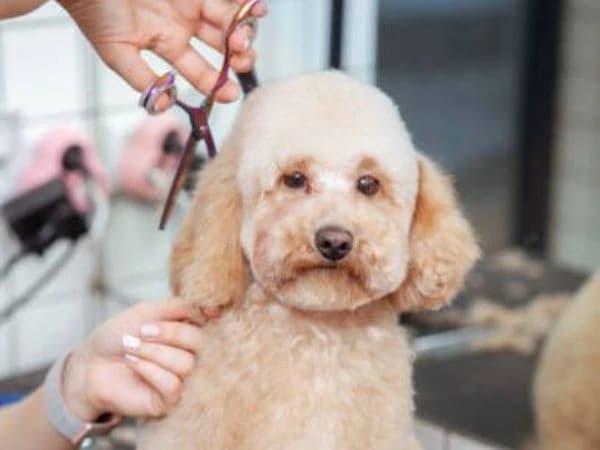Poodle creme na tosa com tesoura, banho e tosa em João Pessoa