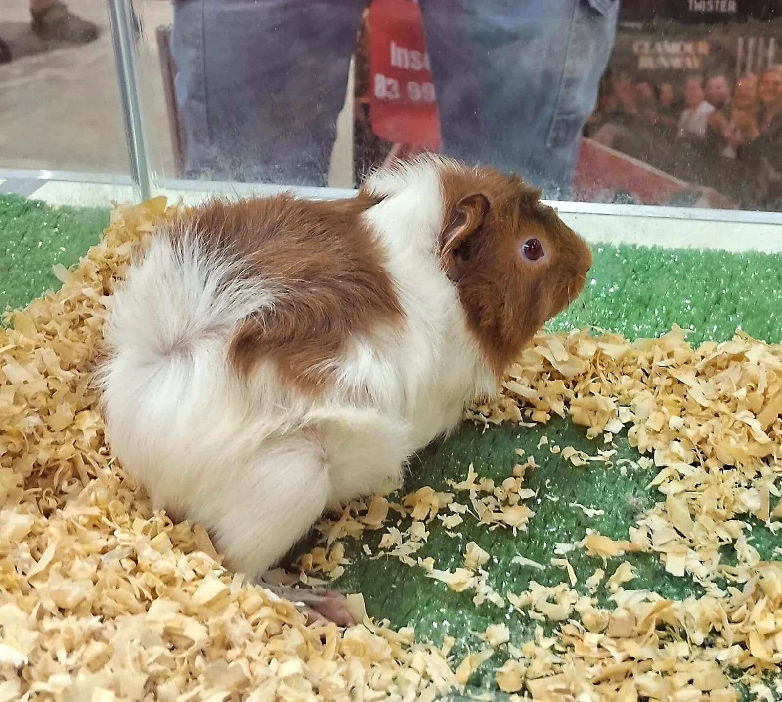 Porquinho-da-índia caramelo e branco na Aquapets Exóticos, loja de animais exóticos em João Pessoa