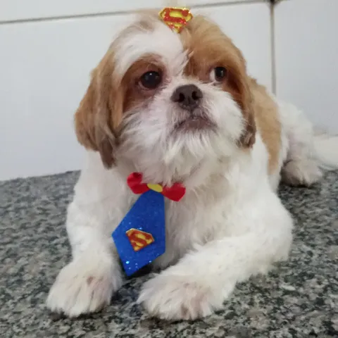 Shih-tzu branco e caramelo com gravata do Super-Homem depois do banho na Aquapets Exóticos