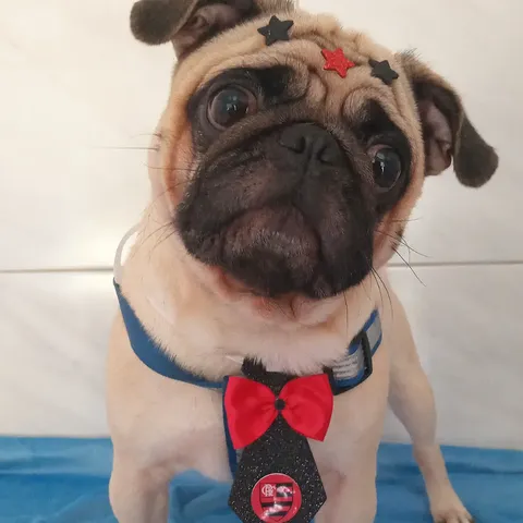 Pug com gravata e laço vermelho depois do banho na Aquapets Exóticos