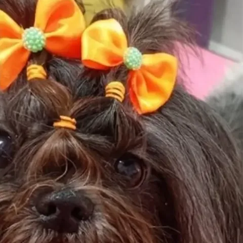 Shih-tzu com laços laranja depois da tosa na Aquapets Exóticos
