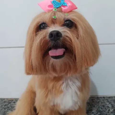 Cachorro de pelo caramelo com laço rosa depois da tosa na Aquapets Exóticos