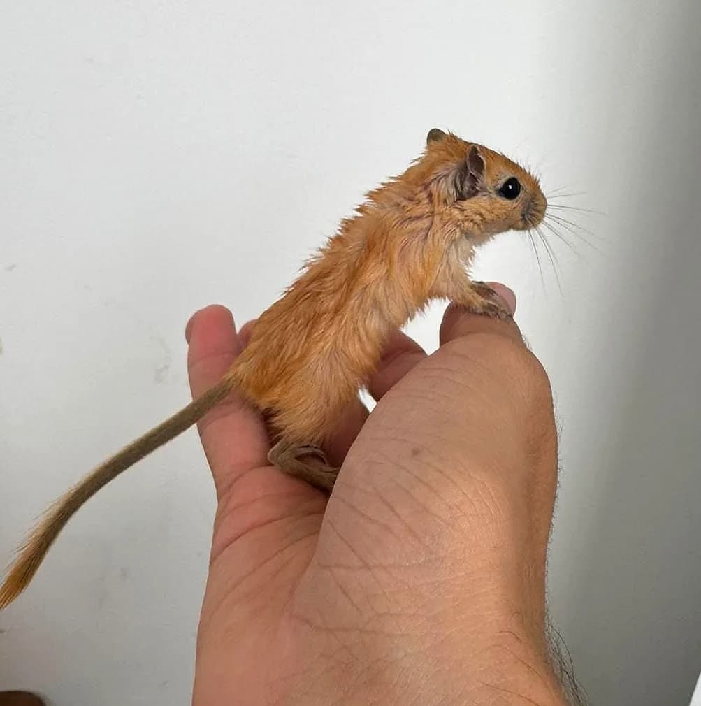Gerbil laranja de cauda longa na mão, na Aquapets Exóticos em João Pessoa