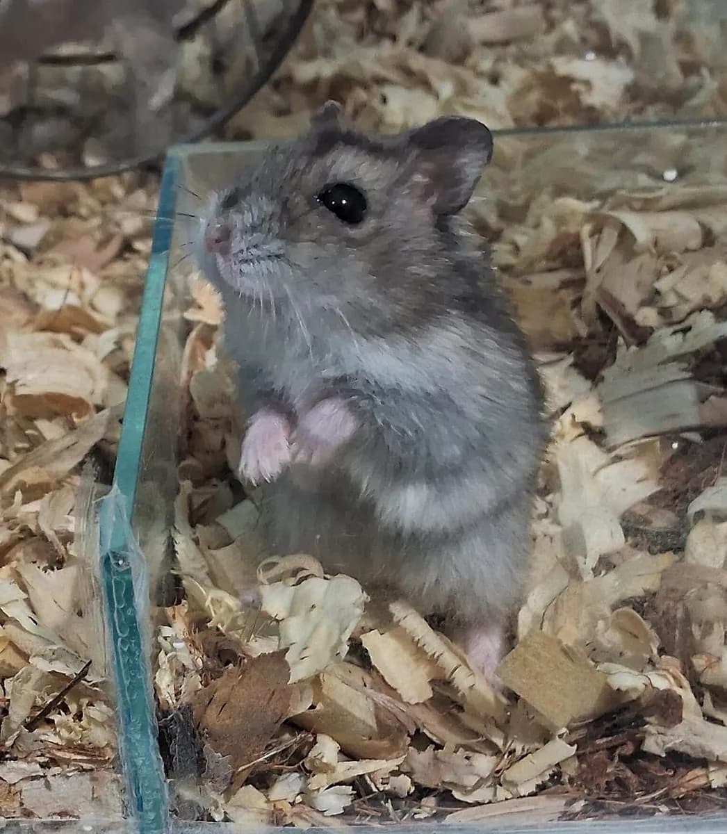 Hamster anão russo cinza em pé na serragem, na Aquapets Exóticos em João Pessoa