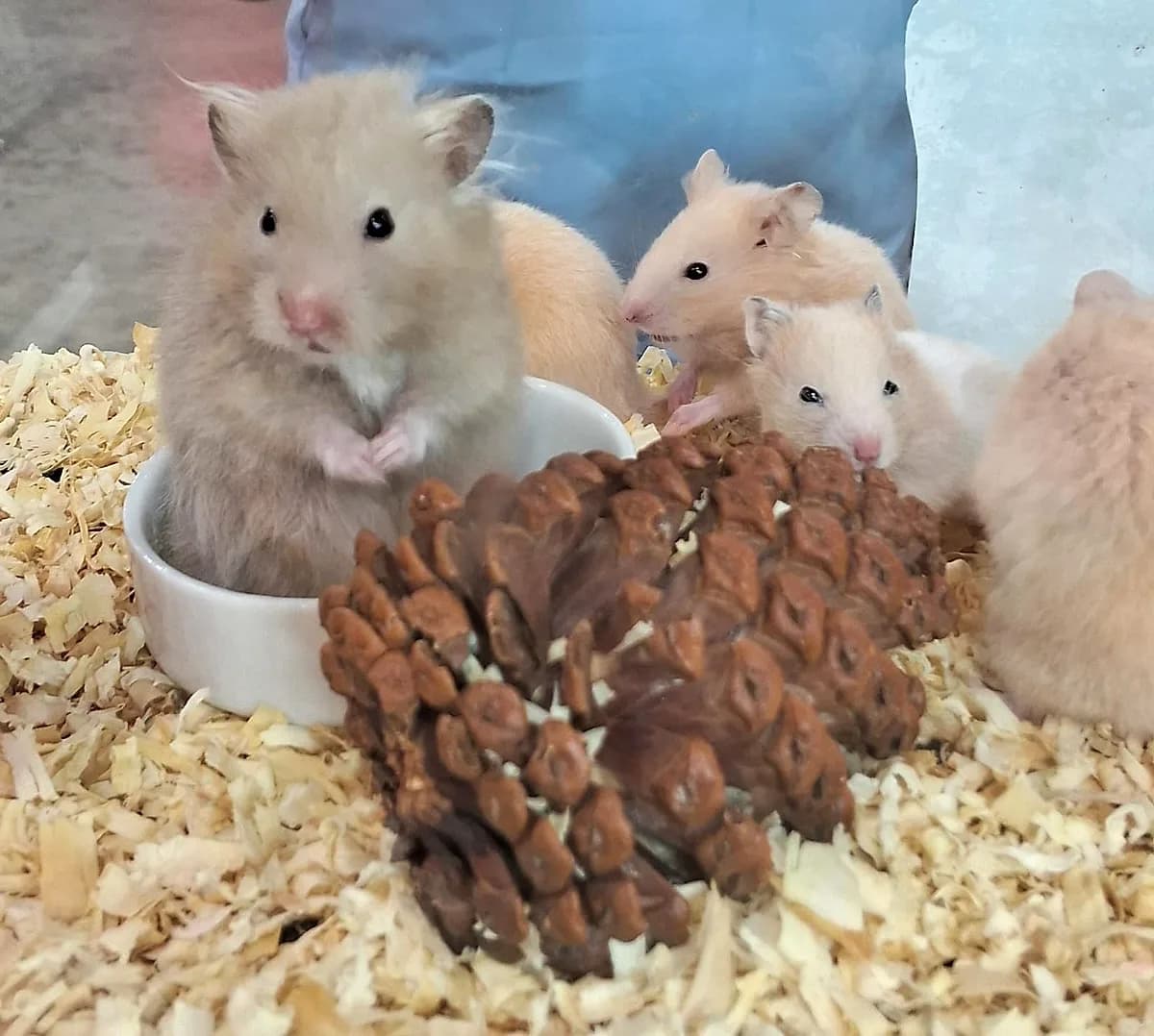 Hamsters sírios de pelagem clara no potinho, com pinha para roer, na Aquapets Exóticos em João Pessoa